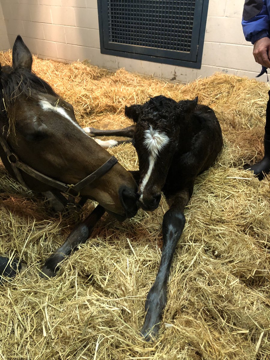 It’s a double header! A Mo Town filly keeps us on a roll! @coolmoreamerica