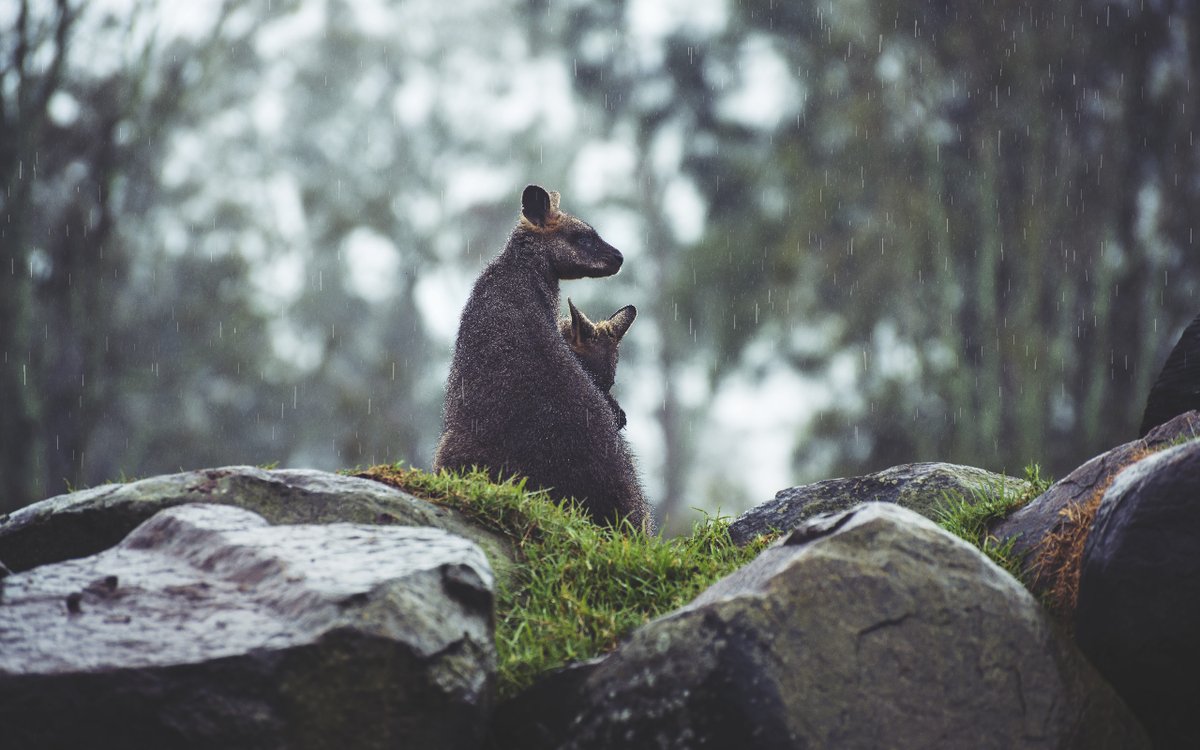 Today on #WorldWildlifeDay2020 we remember the Australian ecosystems devastated by this summer's severe bushfires. Preserving our national parks means protecting habitats and, as CO2 sinks, safeguarding an essential component in the race towards net zero. hubs.ly/H0nh9NM0