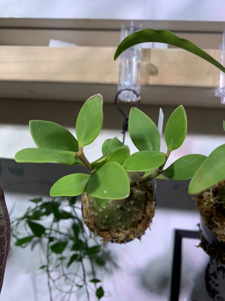 crazy_clever_s's tweet photo. #Hydnophytum #moseleyanum
#STRINGPLANTS #アリ植物
こちらもお迎え🤞✨
葉姿的には1番好きかも😊 https://t.co/kl3TVsSxyN