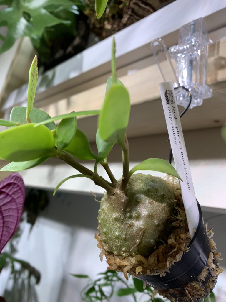 crazy_clever_s's tweet photo. #Hydnophytum #moseleyanum
#STRINGPLANTS #アリ植物
こちらもお迎え🤞✨
葉姿的には1番好きかも😊 https://t.co/kl3TVsSxyN