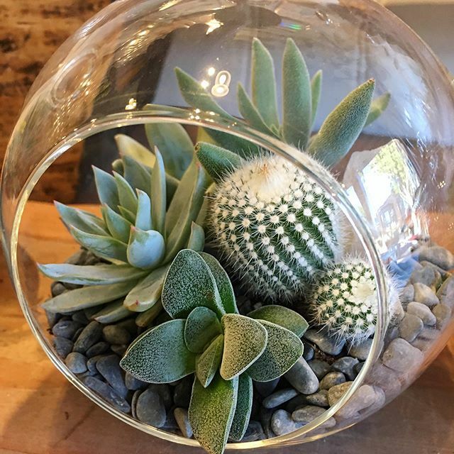 MAKE THIS! 🌵 Sunday 3/8 at our #BernalHeights location from 7-9pm, join us for our monthly Terrarium Workshop! Get creative and make something unique, just in time for spring 💚 “Get Tickets” link in bio!
.
.
.
.
.
.
.
.
.
.
.
.
.
.
.
.
.
.
.
#succule… ift.tt/39jNpjx
