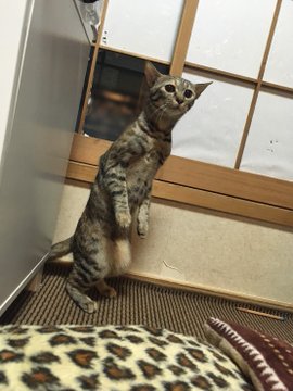 動物,犬,猫,しつけ,飼い方,育て方,病気,健康