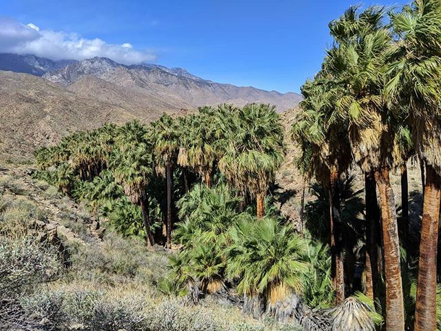 wander_threads's tweet photo. Palm trees, mountains, blue sky...it never gets old. 🌴⛰️☀️ https://t.co/h1nTeo8jKs https://t.co/BqMWmEcorB