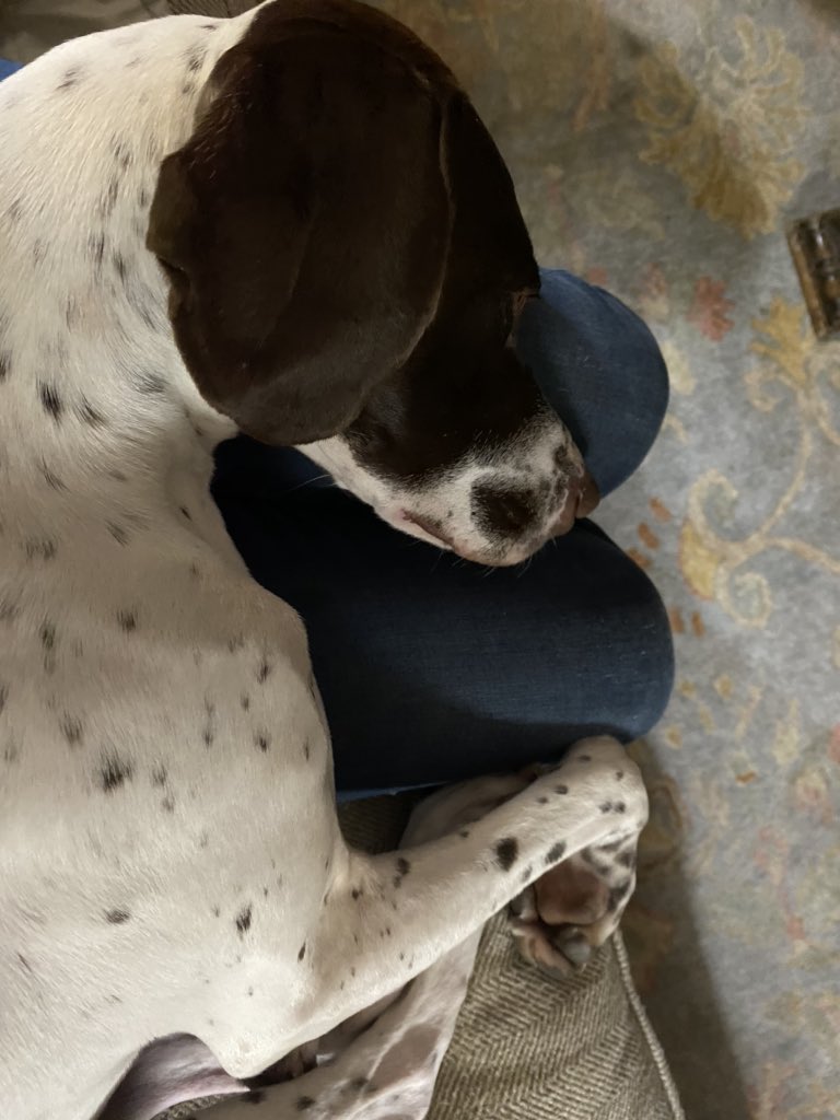 BethMooreLPM's tweet photo. See, here’s the thing about a good dog. They just love you so much. https://t.co/paQ1asR1vF