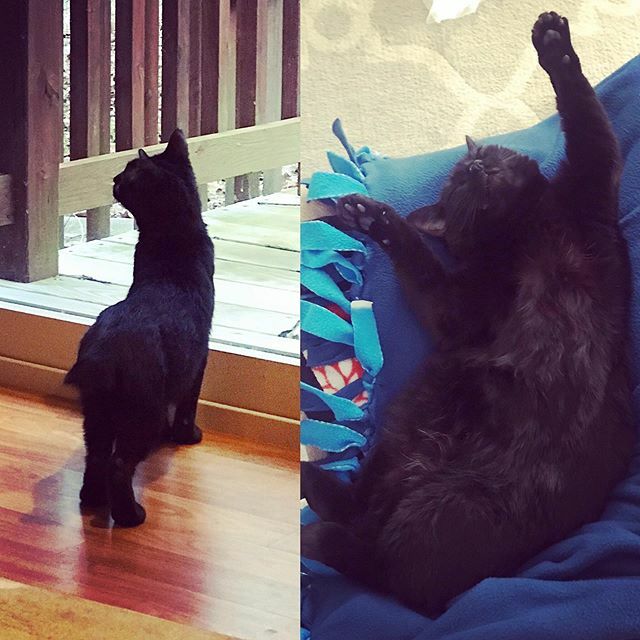 Sarah_Boo2121's tweet photo. Today is my first gotcha day anniversary! 😍🥰 #edenthedestroyer #adoptdontshop #rescuekitty #blackcatclub #blackcatsofinstagram #catsofinstagram https://t.co/FrodRQ8ZNh