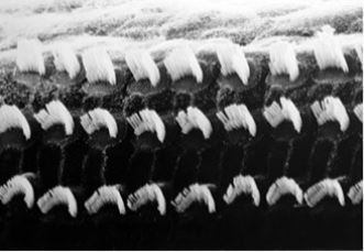 Veiligheidsinstituut tweet media