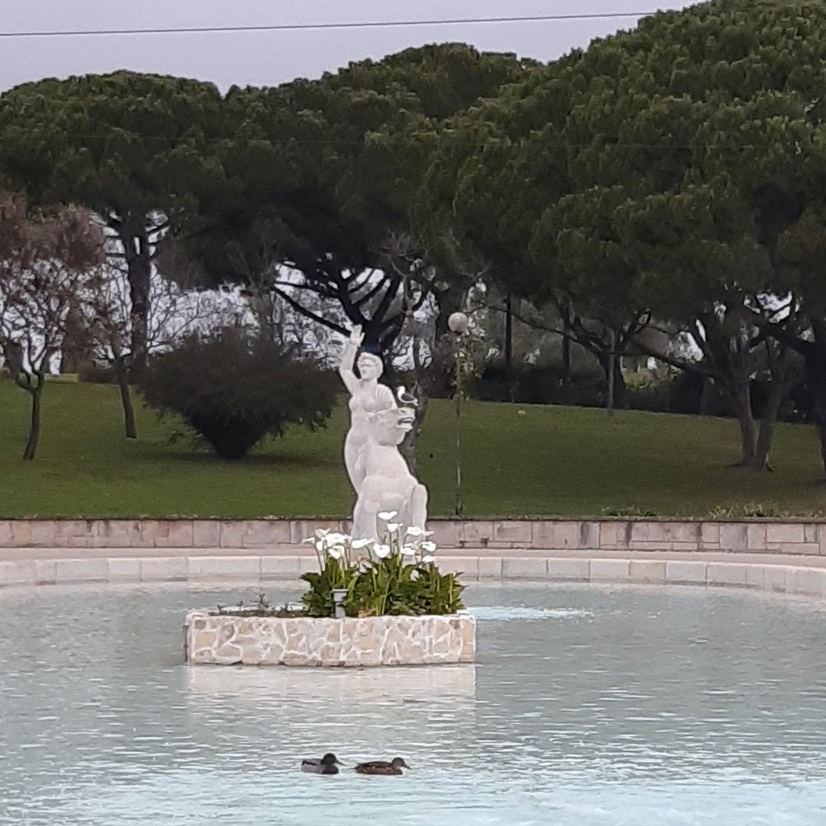 pandrelima's tweet photo. Dois patinhos no lago https://t.co/bNAGT9x2bL