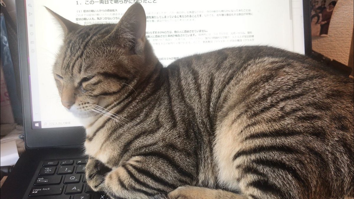 テレワーク最大の課題 キーボード上で絶対に動かないと決めた猫さん 各地でニャンサムウェアが猛威を奮う デスクボードも占領 Togetter