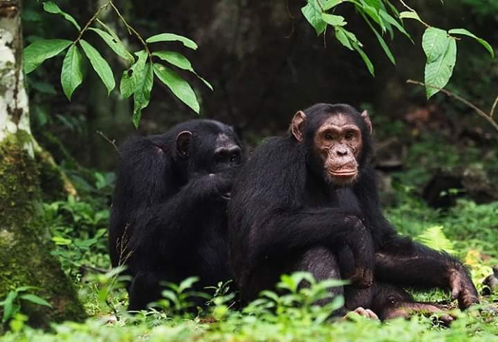 Happy world wildlife day!!!
Uganda has today joined the rest of the world to celebrate this special day. Join the conversation using hash tag 👉 #WWD2020UG