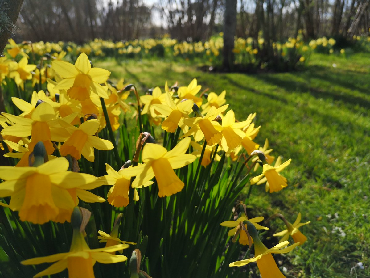 According to folklore, presenting someone with a single Daffodil is a token of bad luck, so they must always be gifted or taken inside in bunches. 
#Daffodils #SpringInKent #PenshurstPlace