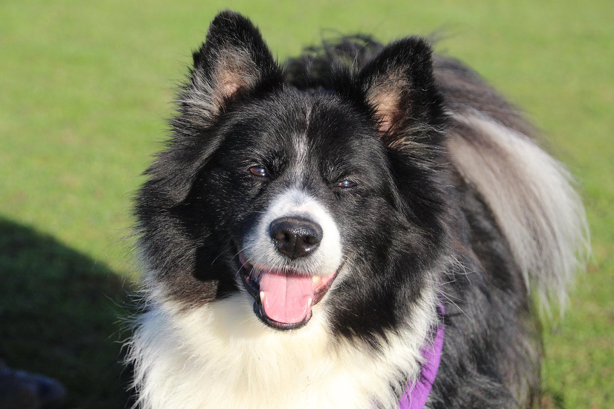 DT_Leeds's tweet photo. 😛It’s #TongueoutTuesday and Jay is all over it!😛

🐶This very handsome #Collie may be an older gent but he’s showing no signs of slowing down yet!

⬇️Find out more⬇️
       https://t.co/xkSRH5YYJ6

#rescuedog #doglover #AdoptDontShop #TuesdayMotivation #dogsoftwitter @DogsTrust https://t.co/VH2SlkOQWq