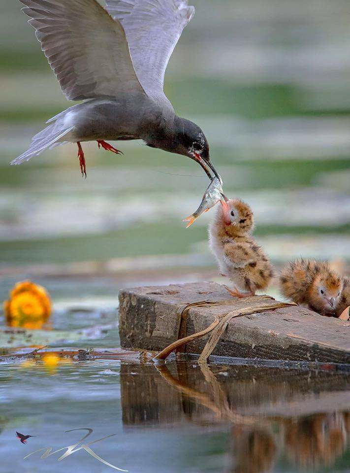 HamitKaraman9's tweet photo. Bu gün dünden güzel gün olsun inşallah 
🤗🤗🤗🤗🤗🤗🤗🤗🤗
#GÜNAYDIN #ROJBAŞ #DOSTLAR #GÜZEL #BİR #GELECEKLE #YENİ #UMUTLARA #MERHABA #SEVGİLİ  #YOLDAŞLAR #YÜREKLERİ #GÜZEL #İNSANLAR #GOOD #MORNİNG #GÜZEL #GELECEKLERİNİZ #OLSUN #İNŞALLAH 😊😊😊😊😊😊😊😊😊😊 https://t.co/dnMDLhj7UQ
