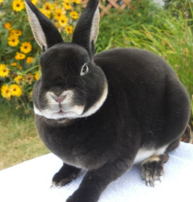 世界のウサギ図鑑 בטוויטר ミニレッキス アメリカ原産のウサギ 毛並みが美しく 体型や毛並みの美しさを競う コンテストが行われています 撫でた時の触り心地が 抜群に良いそうです