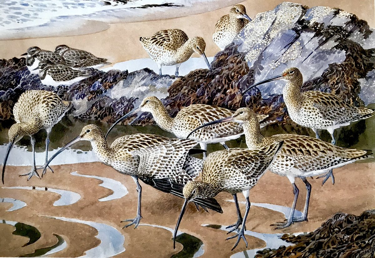 LBFlyawayhome's tweet photo. Other work by the Ladybird artists, part 74. 
Curlews And Turnstones
#CFTunnicliffe https://t.co/BRKjOR6LO7