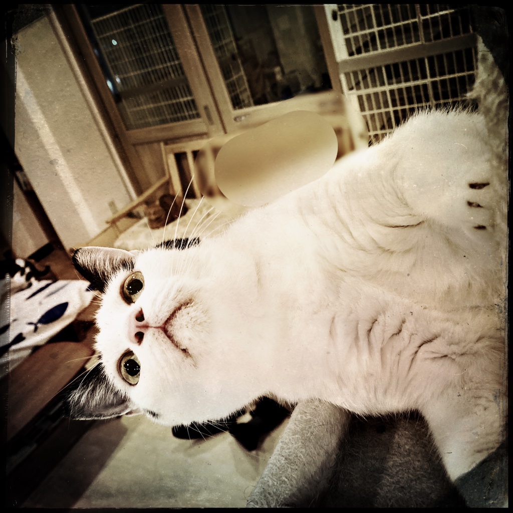obi_wan_eclipse's tweet photo. Getting high. #猫式 #cat #ShotoniPhone #Jane #CTypePlate #Apollo #Hipstamatic https://t.co/TxnvVRj7x6