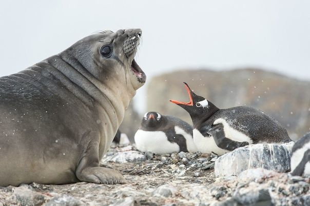 уэдделла антарктида. морской котик и пингвин. ластоногие пингвины. морские котики и пингвины. тюлень и пингвин.