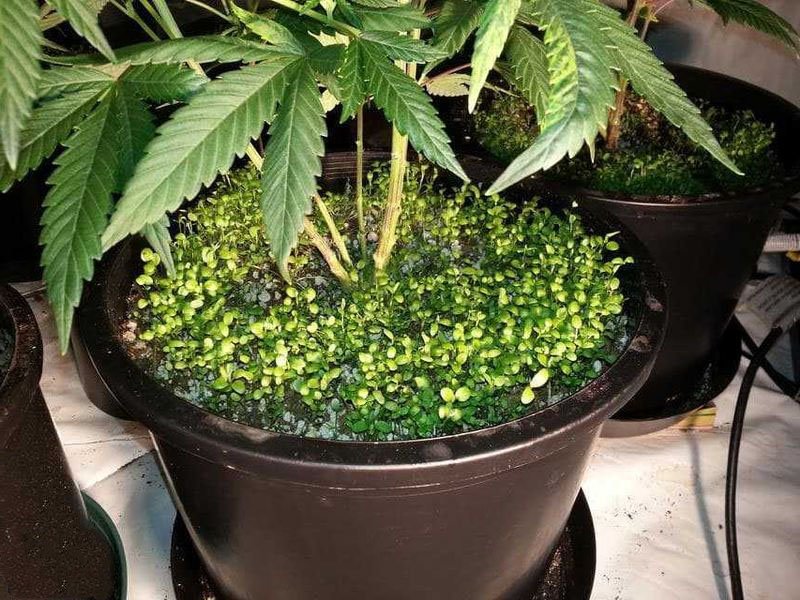 SemenaRastut's tweet photo. Растения-компаньоны для каннабиса.🌱🌿
#этоинтересно

https://t.co/bjaiodwxWA https://t.co/vY0DynkvRV