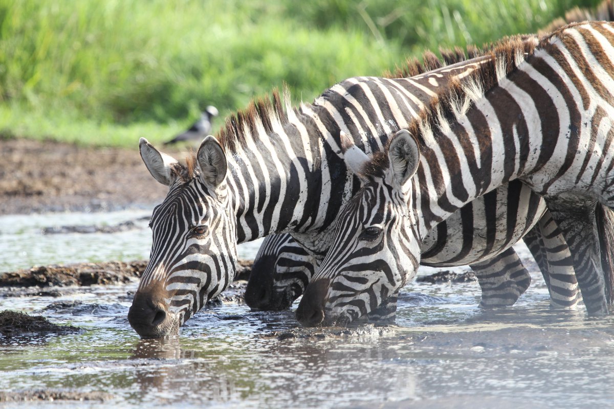 3rd March 2020..World Wildlife Day!!🐘🦏🐃🐆🦓🦊🐯 #SustainingAllLifeonEarth 
#Tanzaniawildlife #TanzaniaParks #Tanzaniaunforgettable