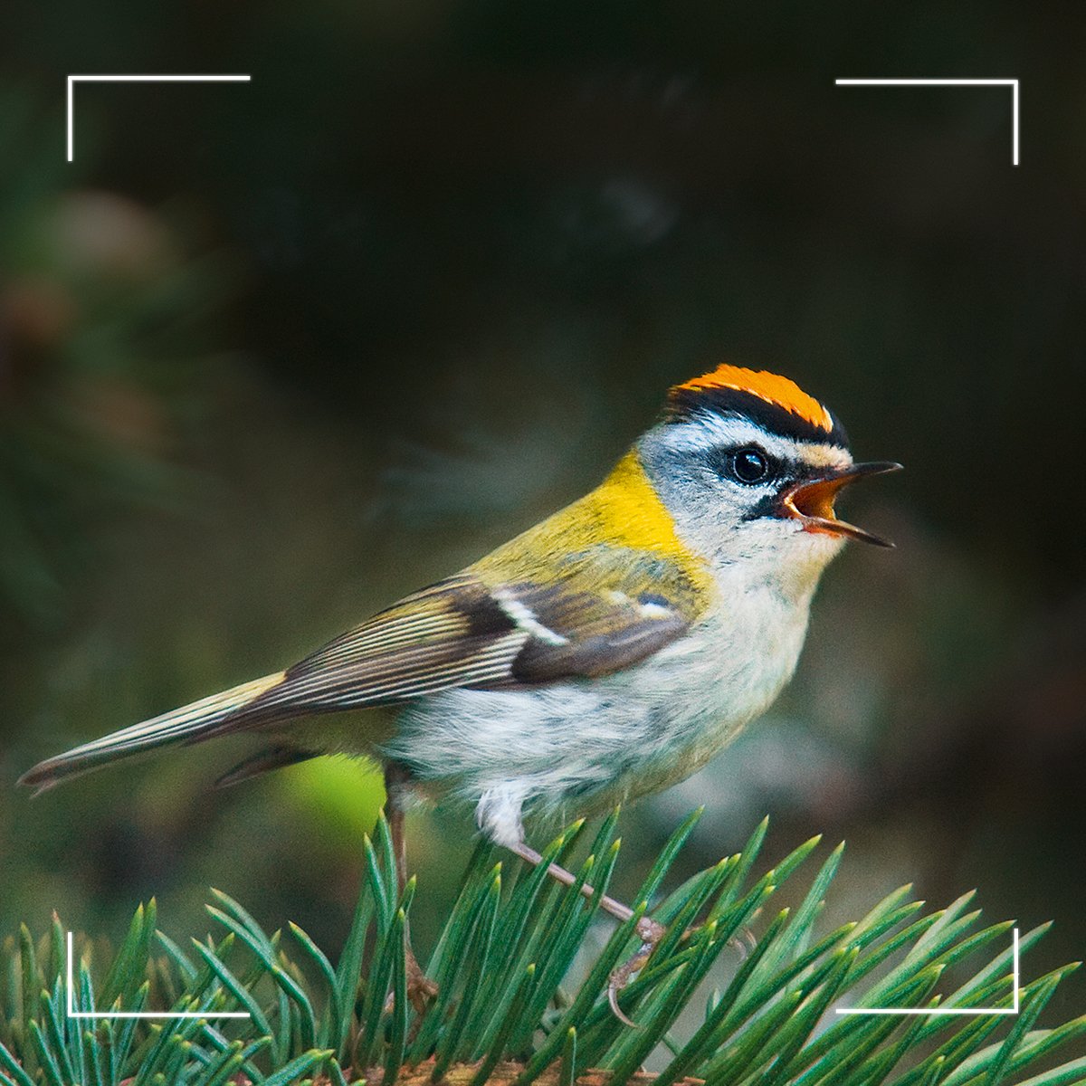 SwarovskiOptik's tweet photo. Unravelling nature’s mysteries – discover, learn, and share with the dG.

More: https://t.co/TBvY5nrybr

Who's joining your birding adventure with the dG? 

#staycurious #digitalguide 
#seetheunseen 

#birds
#birdwatching
#species https://t.co/ePwXMEYZvu
