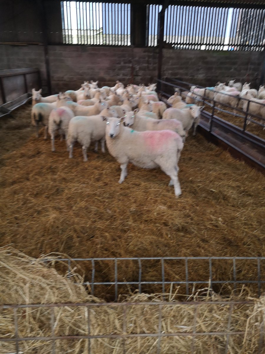Ewe lambs are in,welsh halfbreds welsh mules 💪💪
