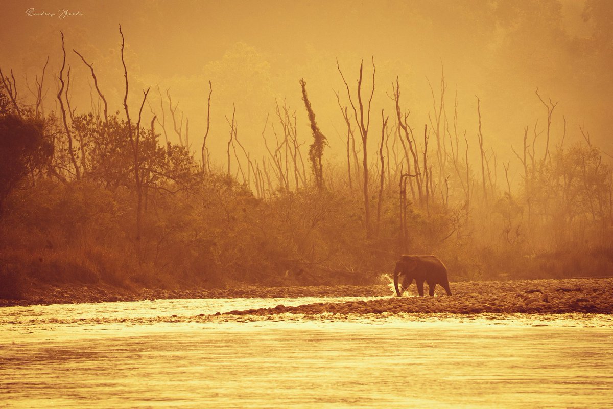 RandeepHooda's tweet photo. When we look at the bigger picture, &amp; realise that we &amp; millions of other species are all interconnected/interdependent ..Maybe we’ll rise above the small minded, short sighted bickering &amp; fight for the real cause.. a cause to save our home, our mother. #WorldWildlifeDay #Corbett https://t.co/YAUqjUlYMR