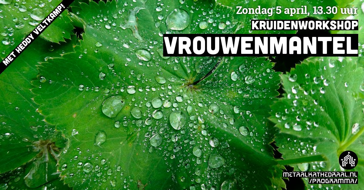 Mekkametaal's tweet photo. Empower your flower! Zo 5 april geeft @HeddyVeltkamp je de tools om je zelfherstellend vermogen te ondersteunen en ga je aan de slag met vrouwenmantel. Lees verder en schrijf je snel in via https://t.co/nkALe59vmi #kruidenworkshop #leidscherijn #metaalkathedraal https://t.co/bYhVfxnRZh