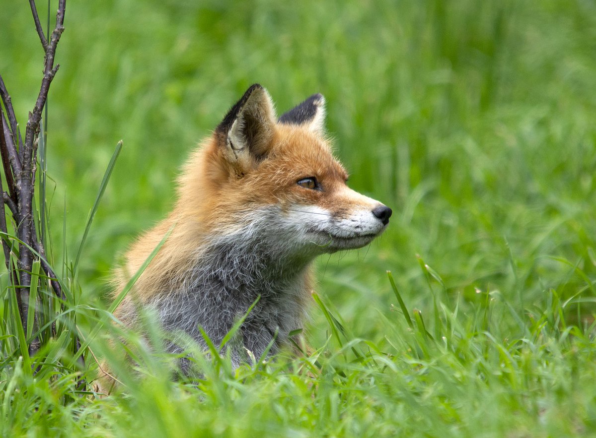 Happy #WorldWildlifeDay 🦉🦔🦝 Many species are today at risk of going extinct, although wild animal and plant species are key components of the world's #biodiversity. By introducing more nature and natural elements into our cities, we also help enhancing biodiversity 🌳