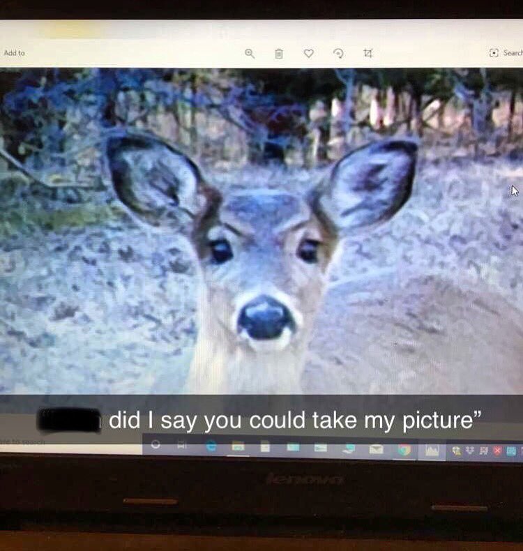 jd_hunts's tweet photo. Love the things I find on my trail camera
•
•
•
#missourideerhunting #missourihunting #deer #missouri #deerseason #trailcamera #trailcam #wildgameinnovations #funny #funnytrailcampics #cabelas #bassproshop #livingthedream #northernflight #stjames @cabelas @bassproshops https://t.co/LNZ6MH9RRM