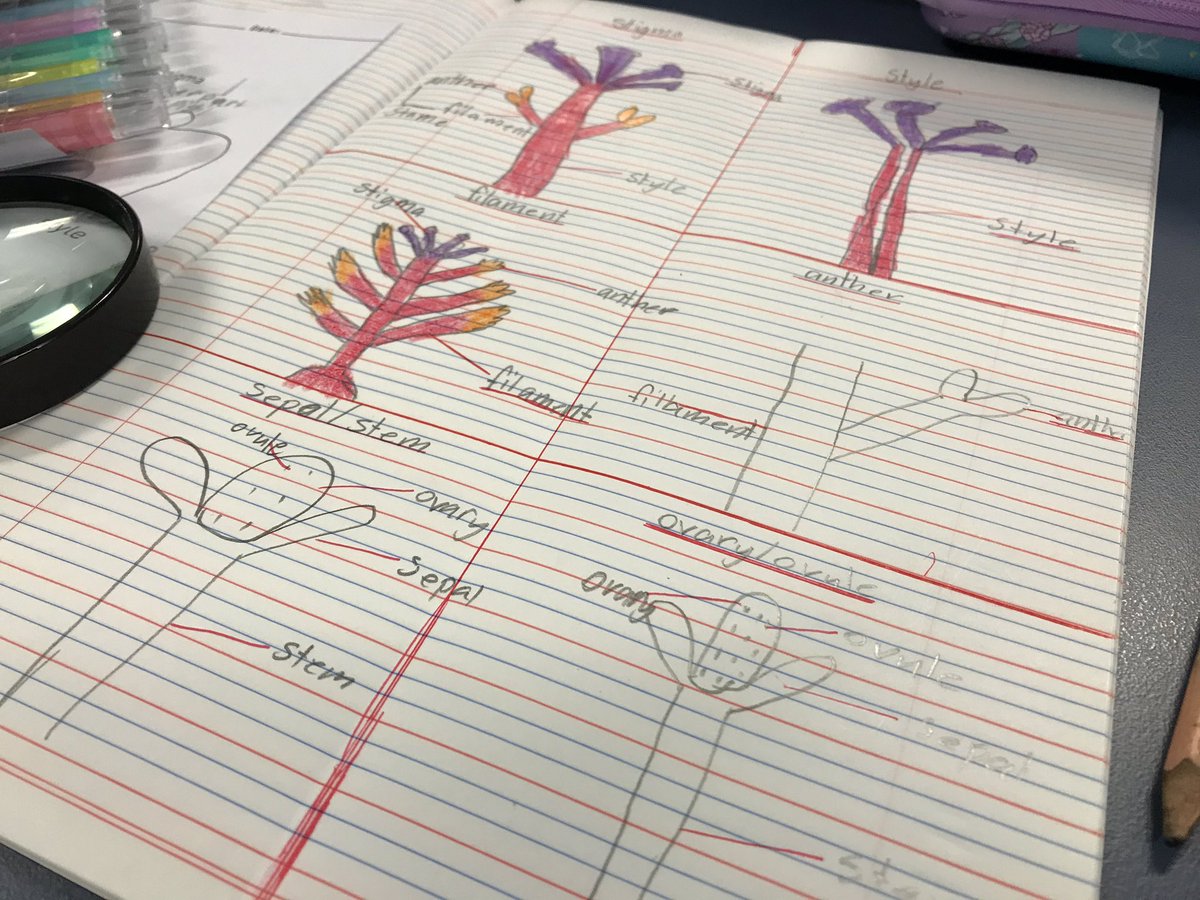 m4fstar's tweet photo. Students investigate the internal parts of a flower by creating annotated drawings illustrating a cross section of a hibiscus 🌺 #scienceexperiment #dissection #partsofaflower #LearningAtOC https://t.co/grG8MDG7VD