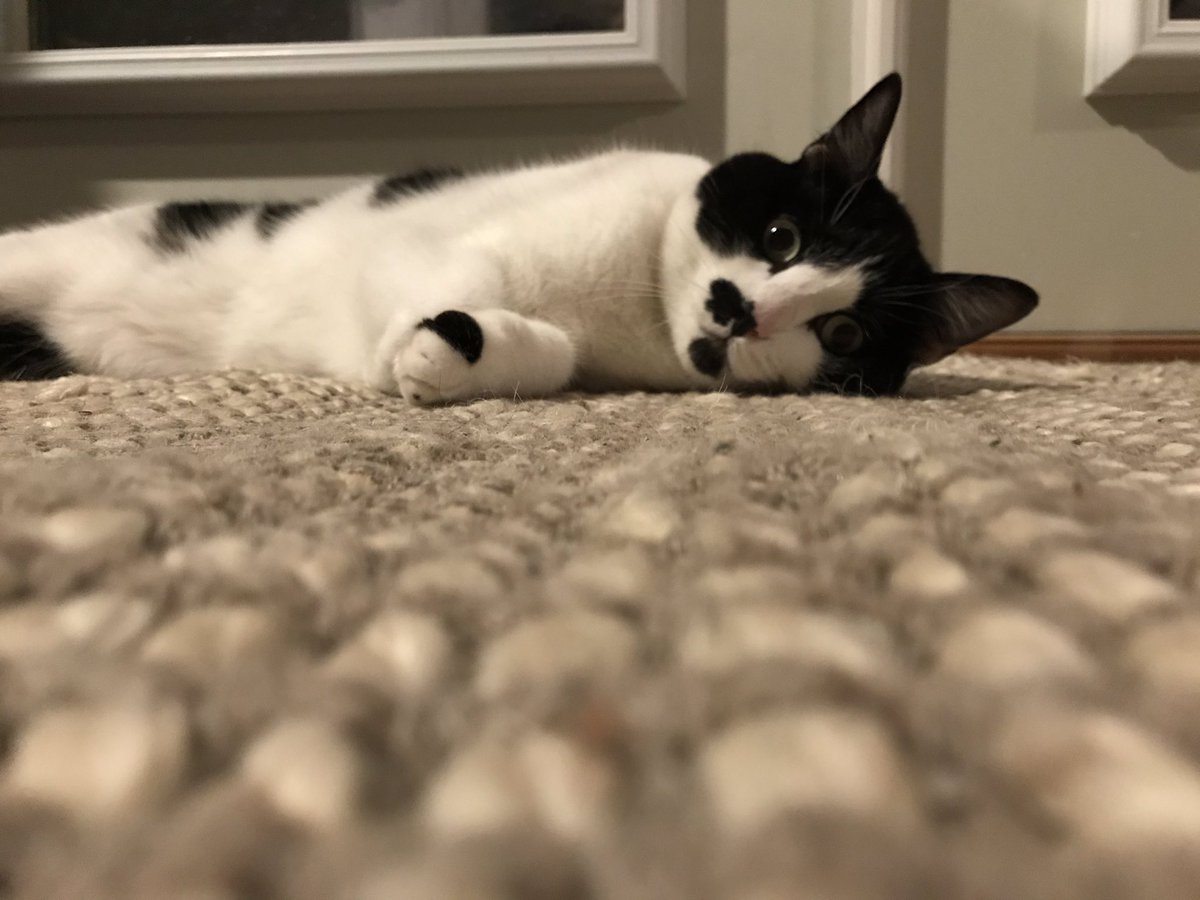 enjoicat's tweet photo. https://t.co/FILad5FhZT