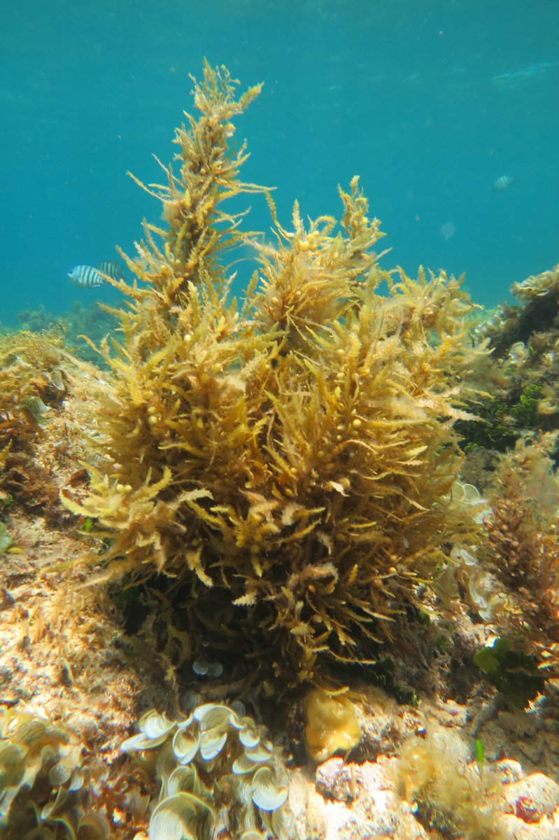 Alexia Graba-Landry (@agrabalandry) on Twitter photo It turns out tropical Sargassum doesn't like it hot either. Negative effects of temperature to both adults and propagules. First PhD chapter out today! with: <a href="/ZoeLoffler/">Zoe Loffler</a> <a href="/evacmcclure/">Eva McClure</a> @MorganPratchett <a href="/AndySHoey/">Andrew Hoey</a> @CoralCoE <a href="/lirrf/">LIRRF</a>
rdcu.be/b2qzL It turns out tropical Sargassum doesn't like it hot either. Negative effects of temperature to both adults and propagules. First PhD chapter out today! with: <a href="/ZoeLoffler/">Zoe Loffler</a> <a href="/evacmcclure/">Eva McClure</a> @MorganPratchett <a href="/AndySHoey/">Andrew Hoey</a> @CoralCoE <a href="/lirrf/">LIRRF</a>
rdcu.be/b2qzL