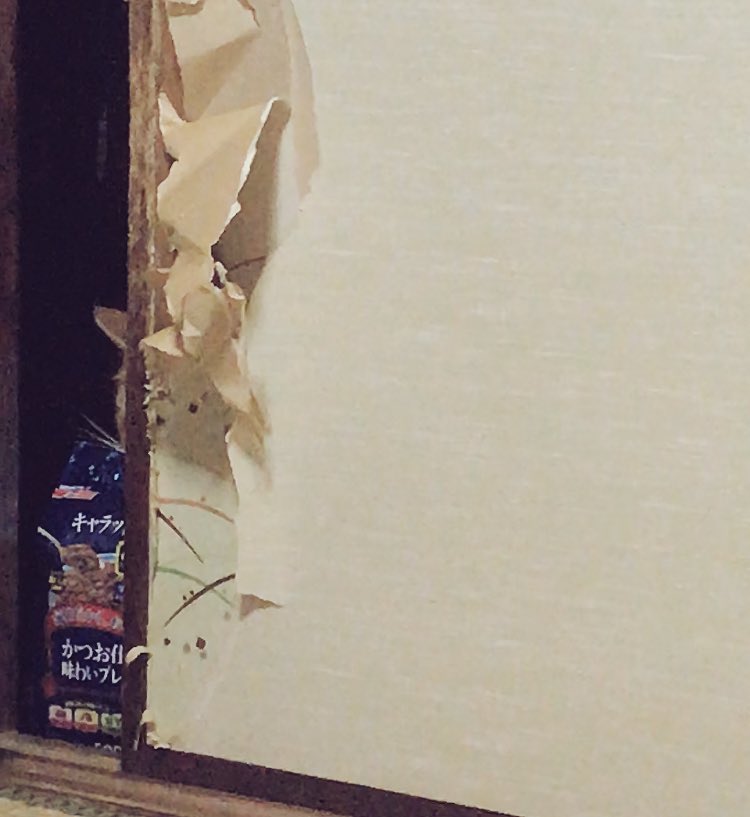 「別の日だけど現行犯で撮ったやつ発掘しました!笑 気づかれてないと思ってたらしく目」|とみた黍のイラスト
