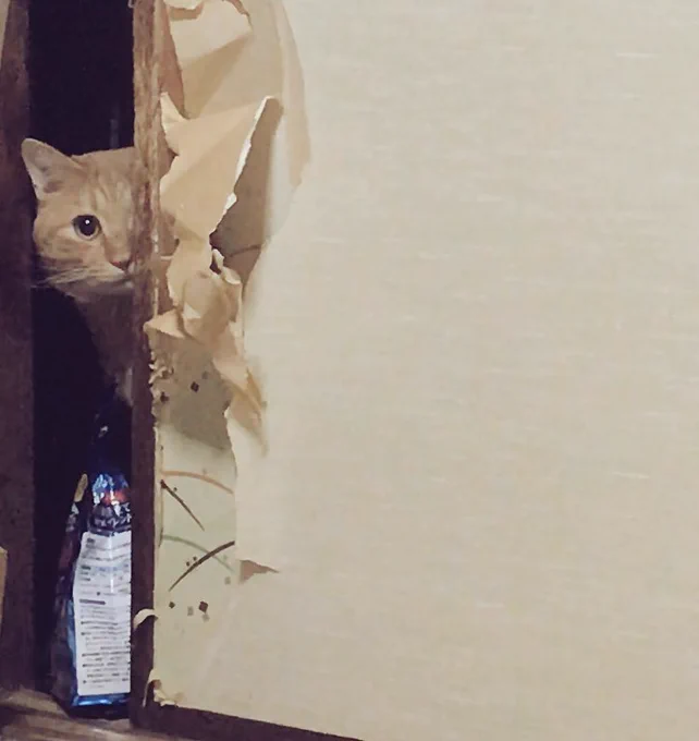 別の日だけど現行犯で撮ったやつ発掘しました!笑 気づかれてないと思ってたらしく目が合って気まずくなっているのが4枚目です 
