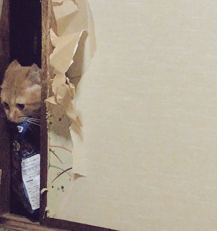 「別の日だけど現行犯で撮ったやつ発掘しました!笑 気づかれてないと思ってたらしく目」|とみた黍のイラスト