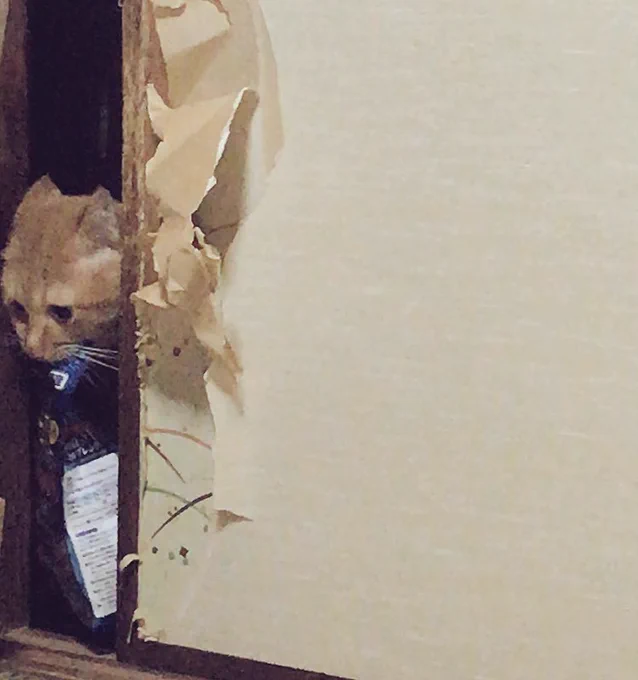 別の日だけど現行犯で撮ったやつ発掘しました!笑 気づかれてないと思ってたらしく目が合って気まずくなっているのが4枚目です 