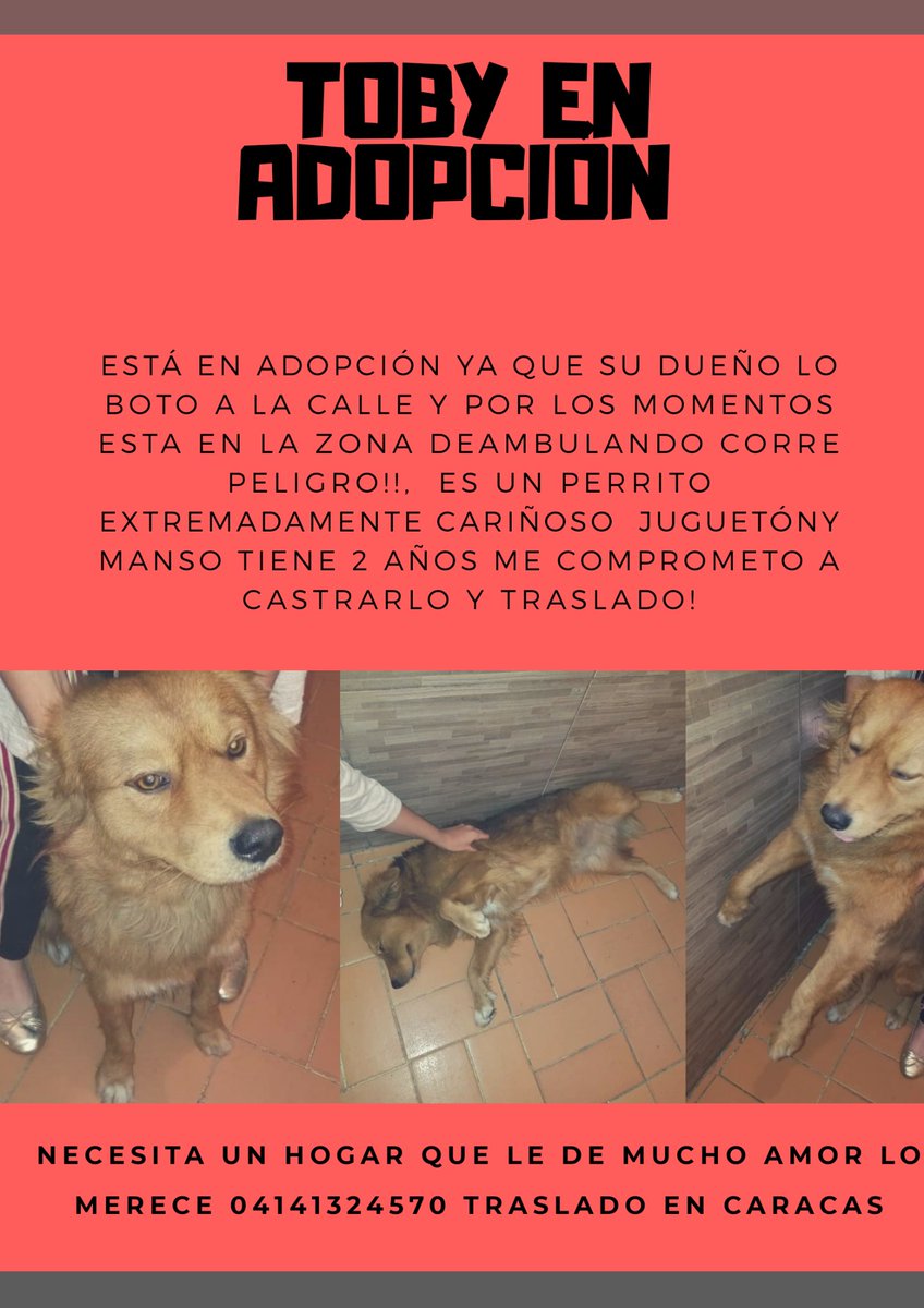 cleybastidas's tweet photo. TOBY ESTÁ EN ADOPCIÓN su dueño lo boto y está en situación de calle por favor necesita un hogar es cariñoso puedo comprometerme a castrarlo ! lo entrego bañadito y traslado en Caracas 04141324570 @quierounperrove  

@patitasbuscand2

@asoc_vpla

@PerroUsuario 🇻🇪🇻🇪🇻🇪🇻🇪 https://t.co/B134cz26z8