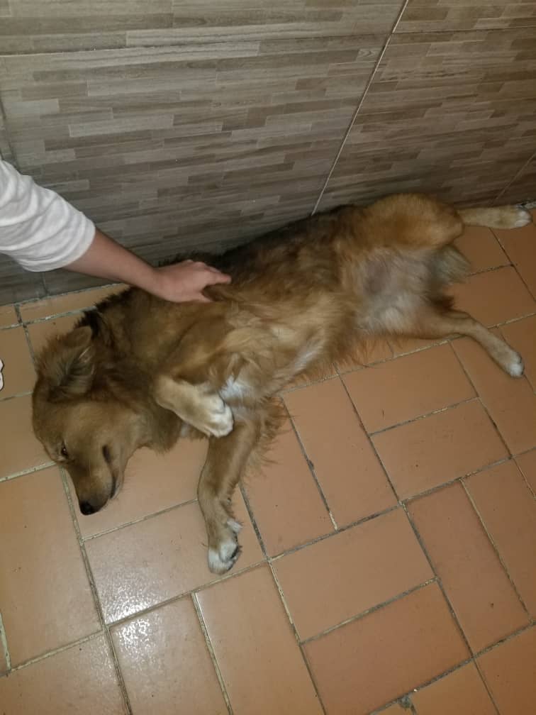 cleybastidas's tweet photo. TOBY ESTÁ EN ADOPCIÓN su dueño lo boto y está en situación de calle por favor necesita un hogar es cariñoso puedo comprometerme a castrarlo ! lo entrego bañadito y traslado en Caracas 04141324570 @quierounperrove  

@patitasbuscand2

@asoc_vpla

@PerroUsuario 🇻🇪🇻🇪🇻🇪 https://t.co/GOTWQOucJu