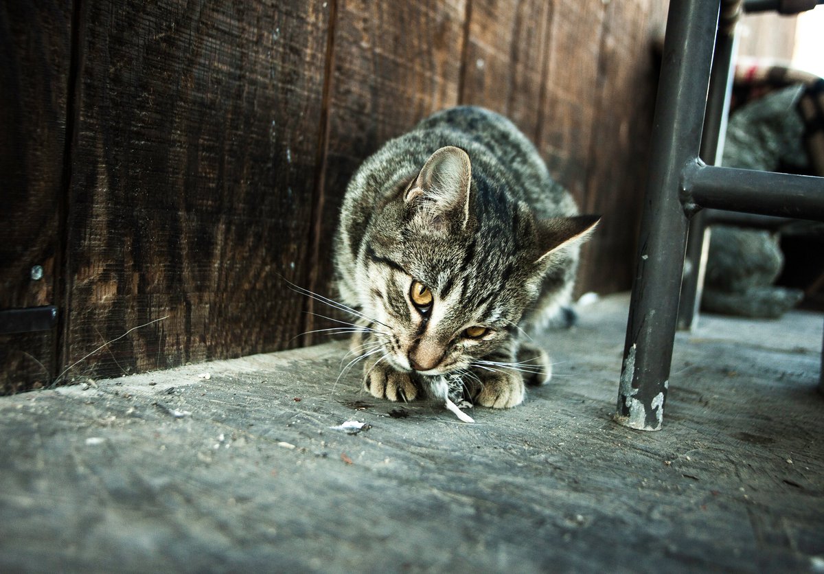MediaUnlocked's tweet photo. Predator hunts prey 🐱🐭
.
.
.
Exposure: 1/320 sec at f / 4.5
Focal Length: 35mm
ISO Speed Rating: ISO 500
Flash: Did not fire
Make: Canon
Model: Canon EOS 5D Mark II
Lens: 19-35mm https://t.co/NBOeVi5CEs