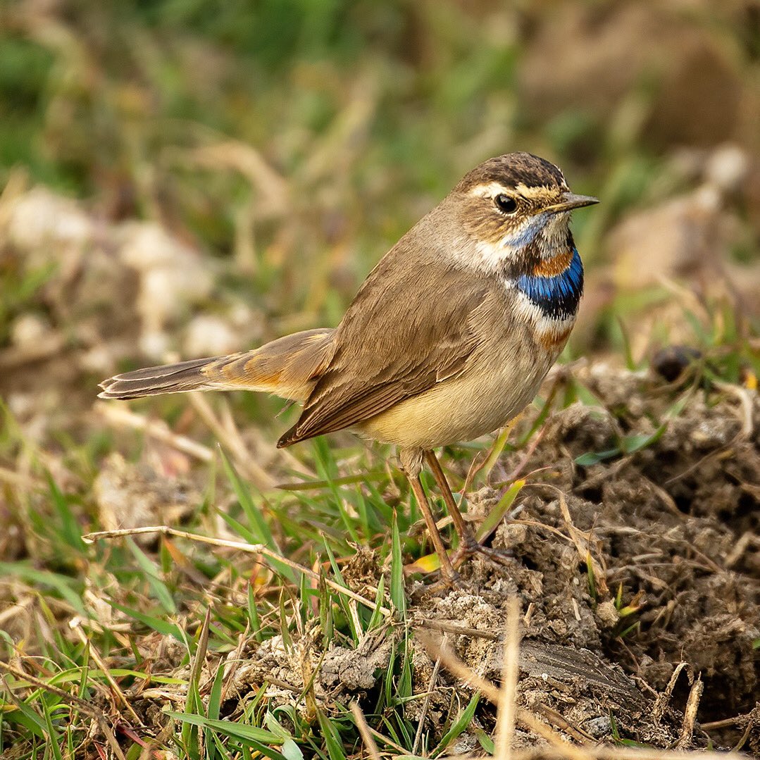 SSudarmani's tweet photo. Never had such an amazing experience in Bharatpur. Nature is undisturbed and friendly. 
Bluethroat was busy looking for worms and not bothered with my presence. 
#bluethroat #bird #birds #birdsofinstagram #amazingbirds #natgeowild #natgeoyourshot #bbcearth #naturyst https://t.co/80pExkO4E6