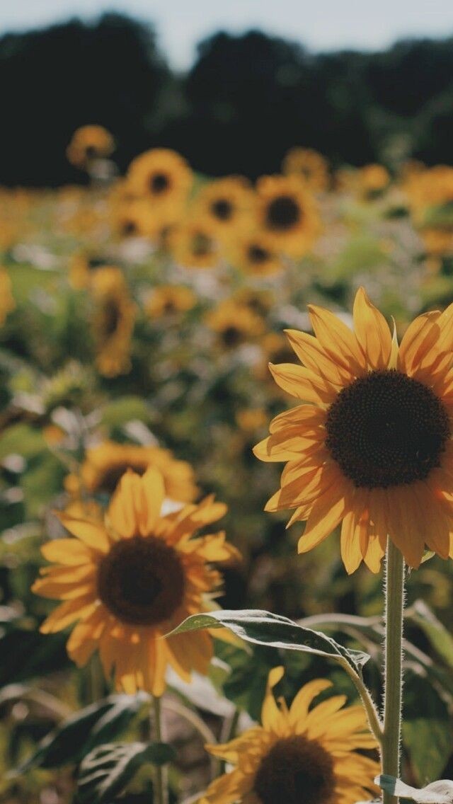 Meumundoperdi's tweet photo. Cadê as pessoas que amam Girasol? https://t.co/0HX2GbIcMV