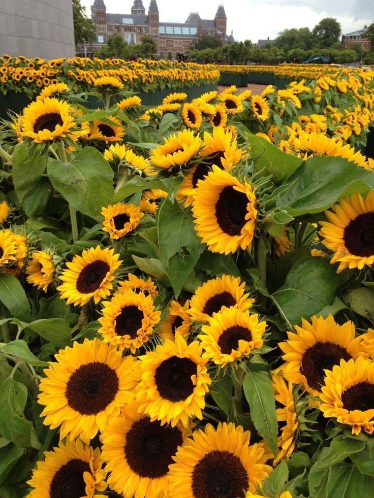 Meumundoperdi's tweet photo. Cadê as pessoas que amam Girasol? https://t.co/0HX2GbIcMV