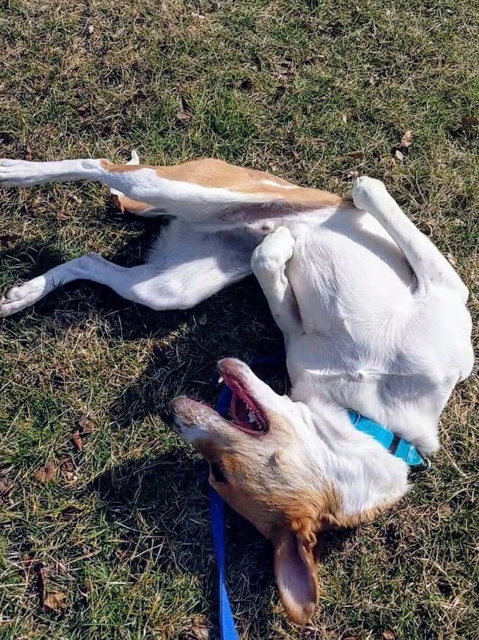 HOPE Dogs (@hopedogs) on Twitter photo 