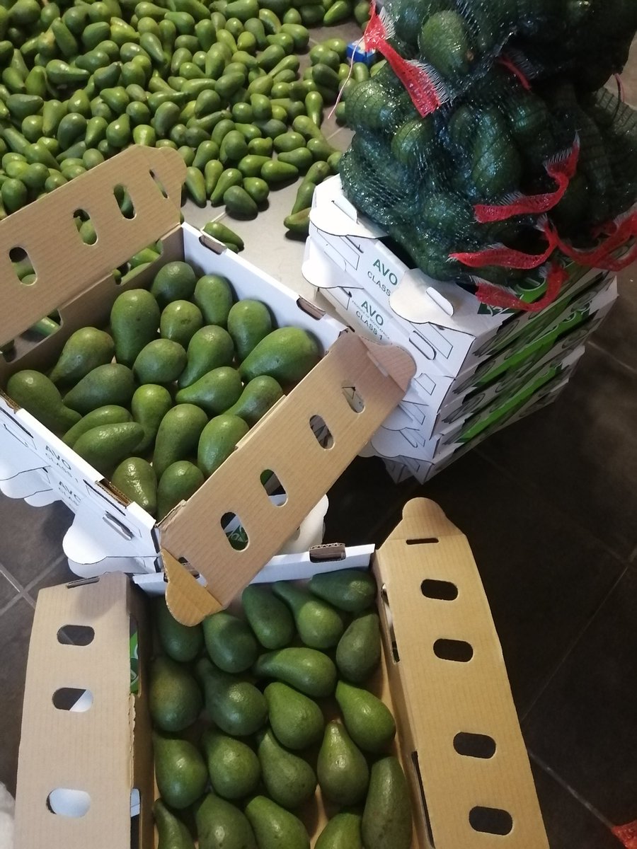 NetshokotshokoP's tweet image. Avocado's, Pretoria, Centurion, Midrand same day delivery, all over Gauteng is available. Whatsap Pfunzo 072 7827 859. #PNETMOVINGGROUP