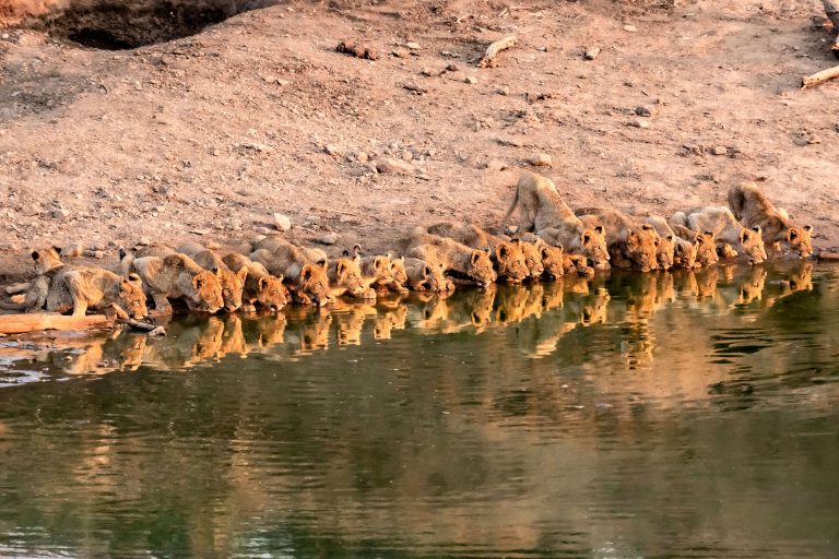 ToddFrancis31's tweet photo. Sticking together, standing next to one another and playing together will defeat the main competitors.  Hyenas, the lion's main competitor, often use teamwork to intimidate the lion from it's kill.  Lions may be larger but teamwork is ultimately what wins! Be Ready.
#TheAwakening https://t.co/bdvtO6YQnG