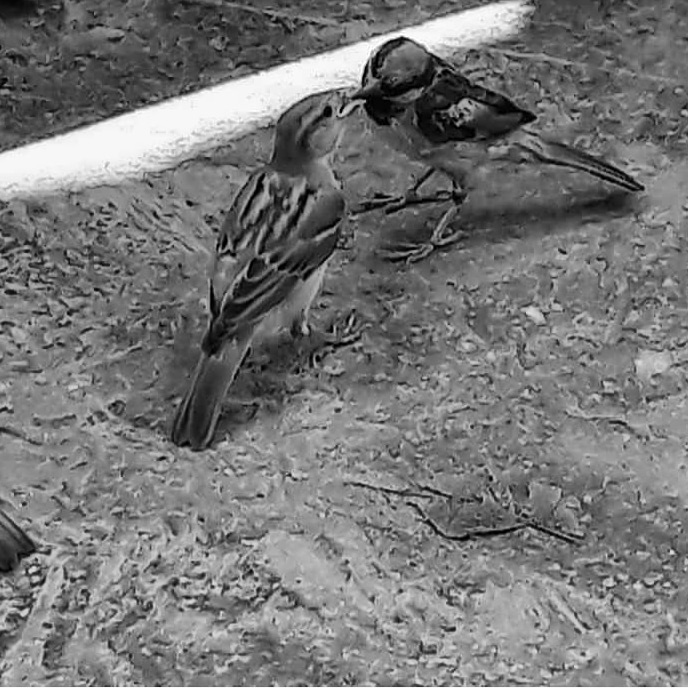PRANAVKHATRI19's tweet photo. Raise awareness of the world's flora and fauna #worldwildlife day. https://t.co/ZJEJ8F5ugX