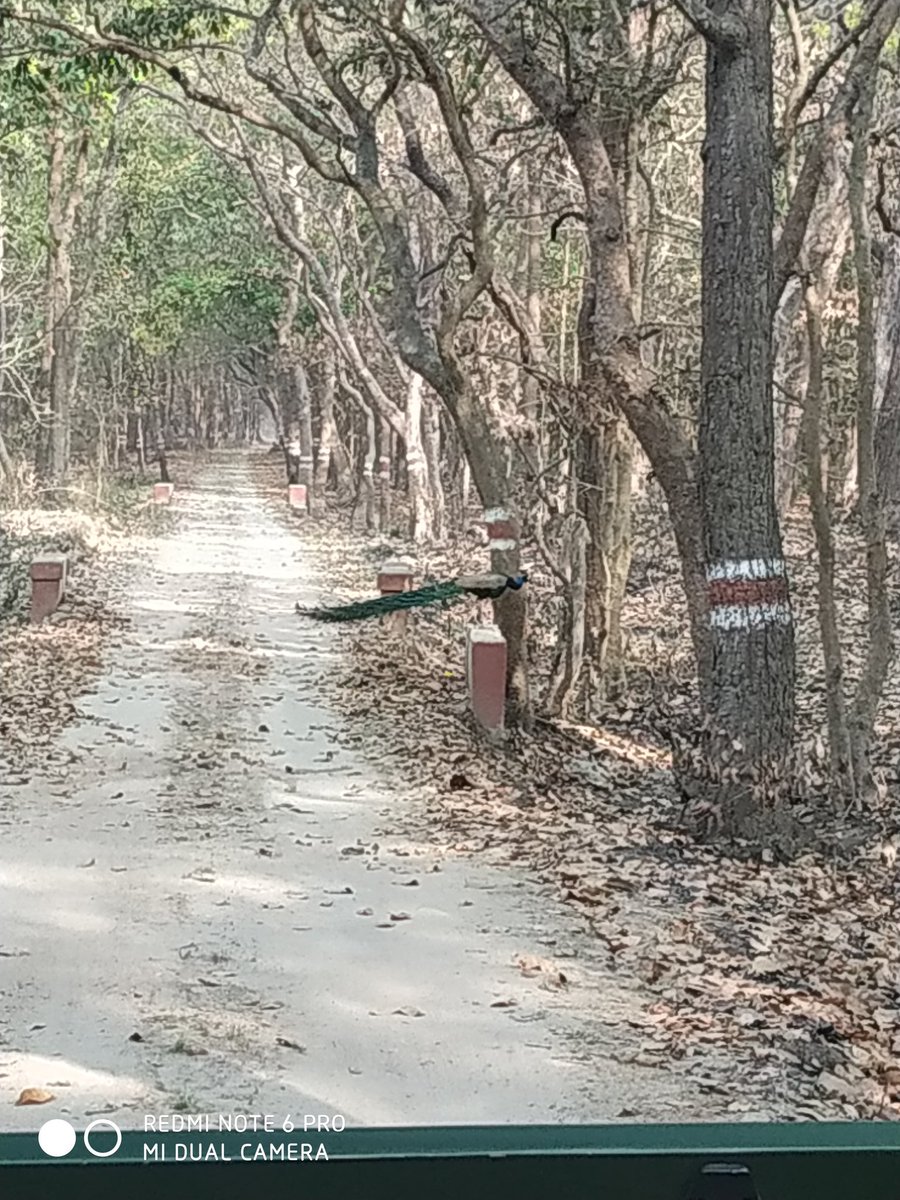 PRANAVKHATRI19's tweet photo. Raise awareness of the world's flora and fauna #worldwildlife day. https://t.co/ZJEJ8F5ugX