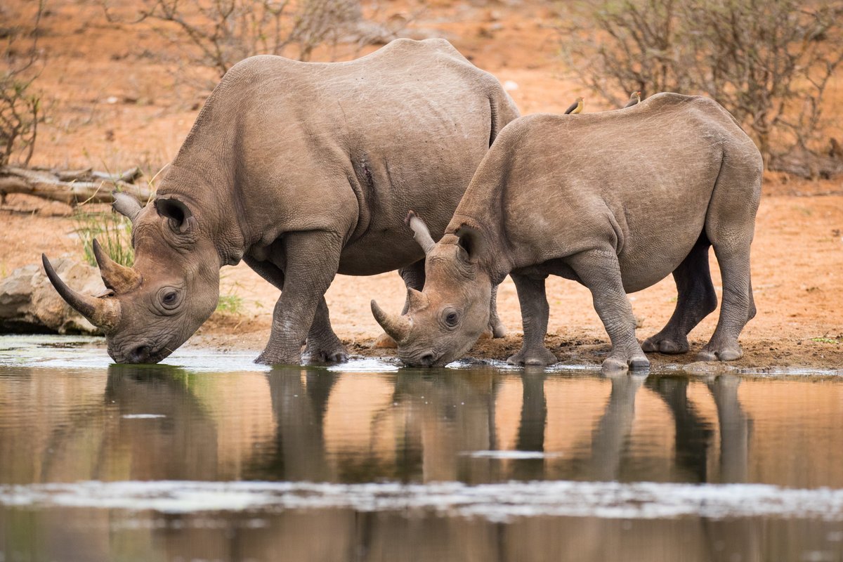 austmus's tweet photo. “Our precious planet Earth is at a tipping point. There are many colossal threats facing the world’s wildlife and natural habitat" - @RobertIrwin
https://t.co/MqD53TCkLP
#CapturingClimateChange #WorldWildlifeDay2020 #WorldWildlifeDay https://t.co/Ep2dj2v2wI