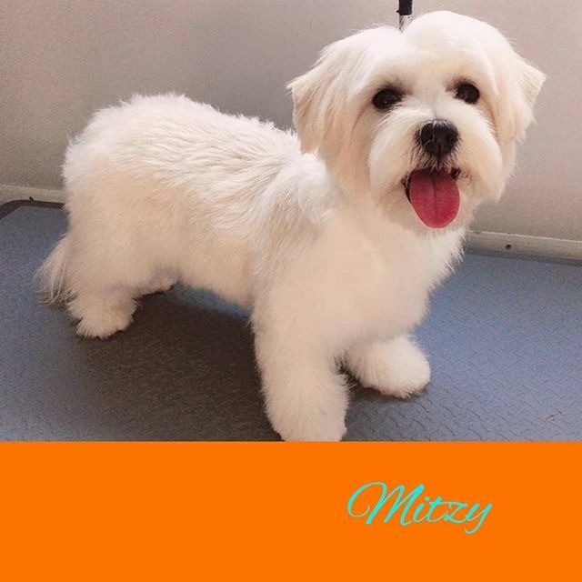 soaptopia_ae's tweet photo. #maltesepuppy Mitzy after Deluxe Style Package 🚿🧼🚛✂️outside her villa in #JumeirahGolfEstates

#mobilepetgroomingdubai #doggroomingdubai #dogsindubai #dubaidogs #dogsofdubai #dogsofinstagram #instadog #dogstagram #chien #köpek #hund #perro #cachorros… https://t.co/yE1w2LJbkL https://t.co/fjsGugHW5b
