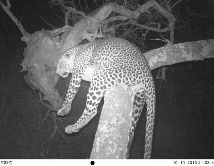 tigrenlion's tweet photo. Je pense surtout que #JeanPierreBOUTINAUD ne voit plus très clair, sachant qu'il ne devait pas rater sa balle et qu'il ne chasse pas souvent de nuit ; il n'avait pas le choix que de coller son œil à la lunette.
Rassurez vous, il ne regrette rien 🤪
Petite souffrance pour souvenir https://t.co/d1EItB8GlT