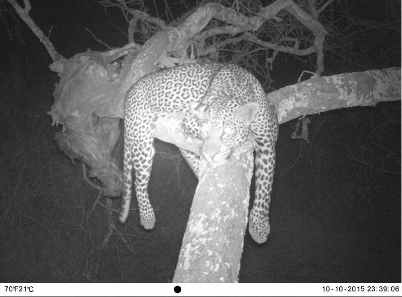 tigrenlion's tweet photo. Je pense surtout que #JeanPierreBOUTINAUD ne voit plus très clair, sachant qu'il ne devait pas rater sa balle et qu'il ne chasse pas souvent de nuit ; il n'avait pas le choix que de coller son œil à la lunette.
Rassurez vous, il ne regrette rien 🤪
Petite souffrance pour souvenir https://t.co/d1EItB8GlT